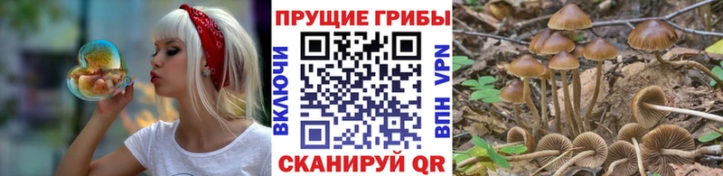 Галлюциногенные грибы Cubensis  Гулькевичи 